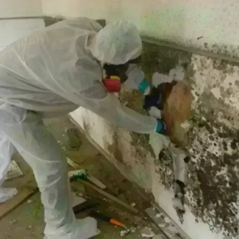 Mold Remediation and Removal in East End, AR